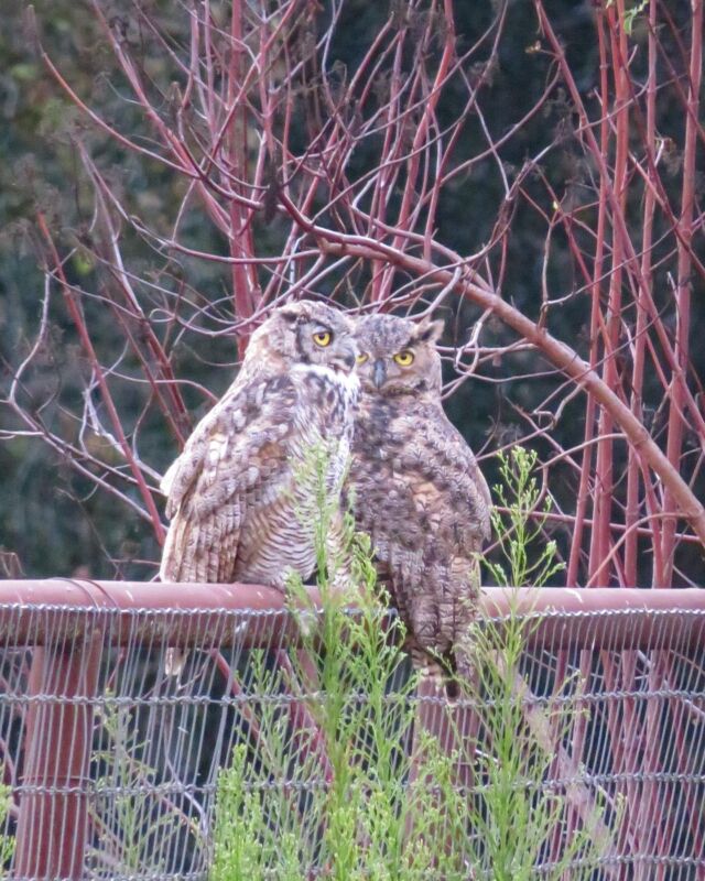 🦉 Our resident Great Horned Owl couple has been hanging out on a fence near the garden almost every evening lately, lookin’ like two chubby kitties. We’re pretty sure the lighter grey one is the male and the darker brown one is the female, because she’s slightly larger and has a higher-pitched voice. A third hooter can often be heard in the distance; I like to think it’s their offspring. 🥰
.
What should we name these two? 
.
#homesteadandchill #wildlifehabitat #friendshaped #couplegoals