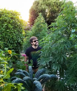 A man standing between tall cannabis plants, smiling up at them. They're still mostly in the vegetative state, leafy green and not yet full of buds. The sun in shining in the background, with a few sunflowers around too.