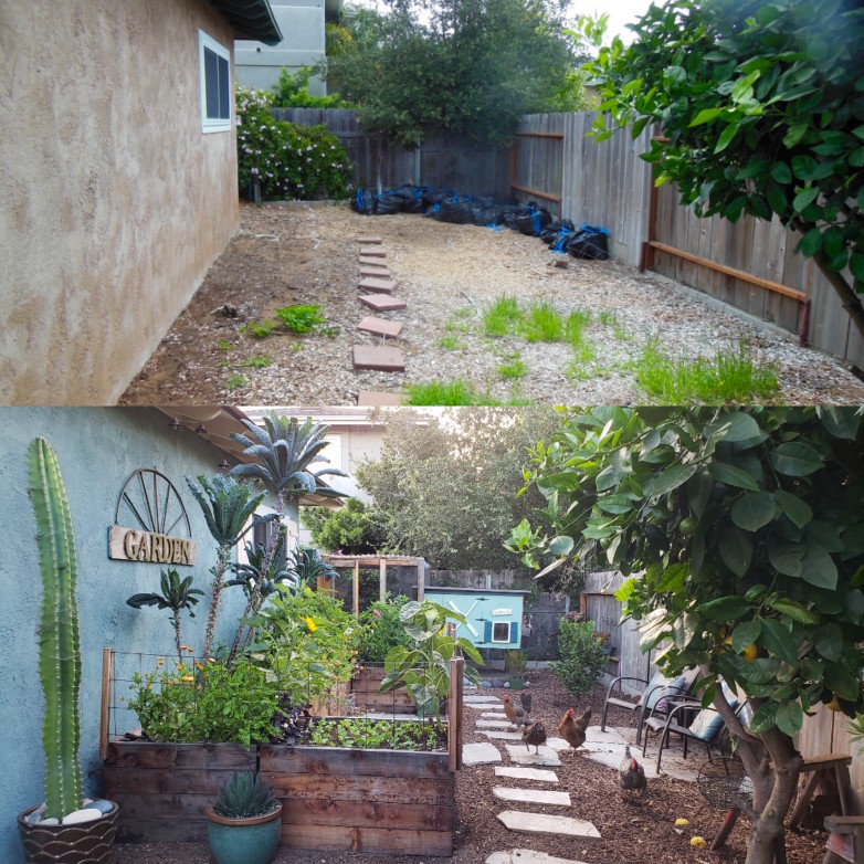 Top: Another from when we moved in, lugging precious soil with us in trash bags from our rental house garden beds! The space was bare dirt.
Bottom: Summer 2018 ~ The patio garden redone, with new tall raised beds, chicken proof fencing, very tall kale trees and flowers, and free ranging chickens.  