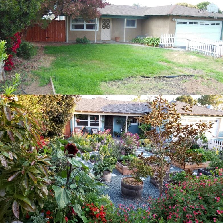 When we purchased the house in 2013 compared to fall of 2018. A peek into the front yard from behind the new avocado tree. The before photo shows a barren yard and had dead grass. The bottom photo shows a yard overflowing with edible plants, flowers, fruit trees, no lawn, gravel and stone pathways, and raised garden beds. 