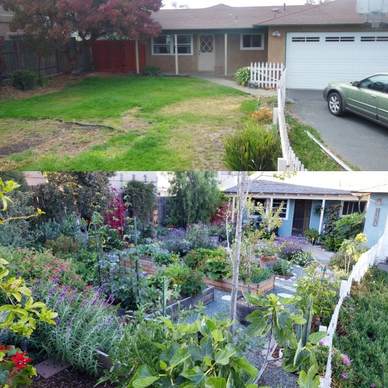When we purchased the house in 2013 compared to fall of 2018. A peek into the front yard from behind the new avocado tree. The before photo shows a barren yard and had dead grass. The bottom photo shows a yard overflowing with edible plants, flowers, fruit trees, no lawn, gravel and stone pathways, and raised garden beds. 