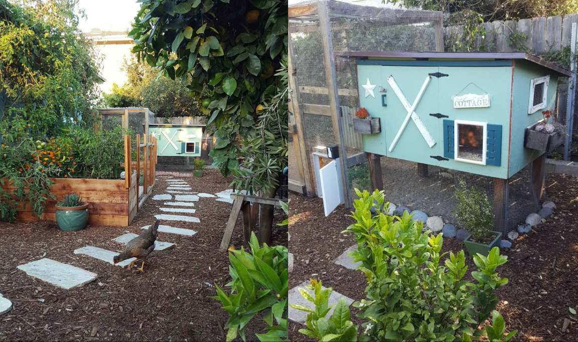 The Homestead and Chill chicken coop. It is homemade coop, about 5 feet long and 3 feet wide, and protected from predators with hardware cloth. The coop is green with blue shutters, a little window, and small planter boxes with succulents mounted on it. 
