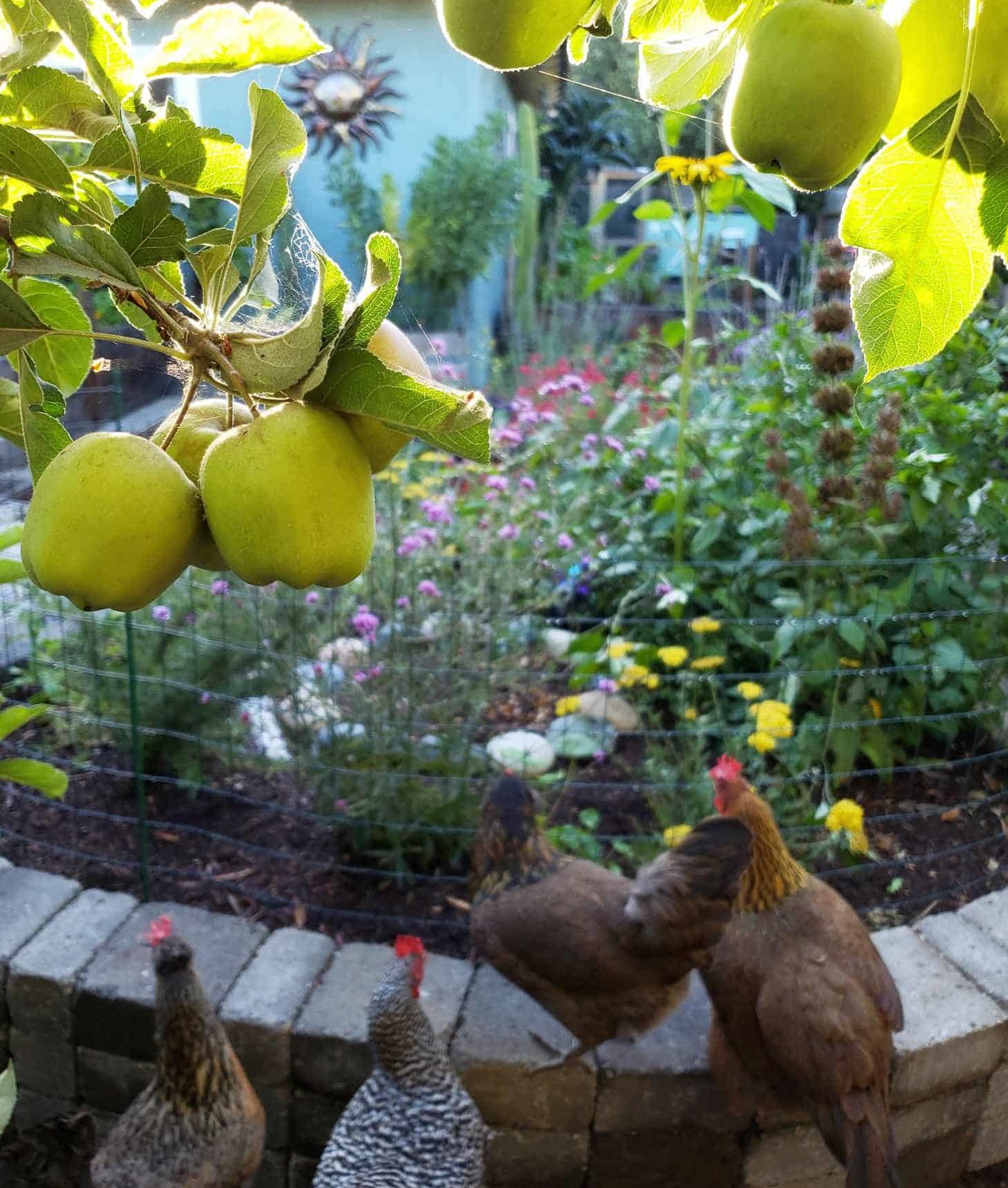 A stone raised bed full of flowering perennials, planted to attract pollinators like bees, butterflies, and hummingbirds. An apple tree dangles in front of the shot, and backyard chickens are in the foreground, enjoying the garden.