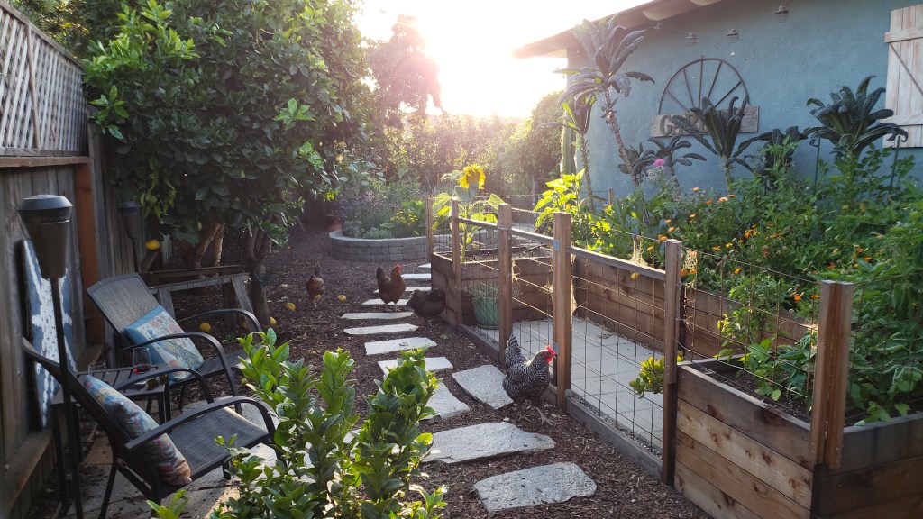 The Homestead and Chill "coop garden" area. It is a U-shaped garden space, made up of four large redwood raised garden beds. It has wire fencing to prevent the free-range backyard chickens from getting in, that are shown in the photo next to it. The beds are full of very tall kale plants, peppers, and flowers like calendula and marigolds. A stone pathway and small stone patio complete the space, with a place for us to sit and enjoy a beverage with the girls in the evening.