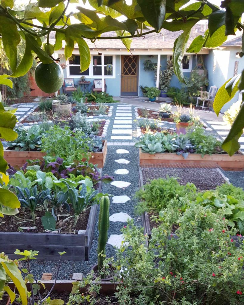 Peeking through passion fruit vines into a front yard garden. There is no grass in the front yard. A modest blue house with yellow door is in the distance. In the garden, there are several redwood raised garden beds, small blue gravel around them, large stone pathways between the beds. The garden beds are full of kale, cabbage, and other winter greens. Other areas of the yard have flowers, perennials, and fruit trees. 