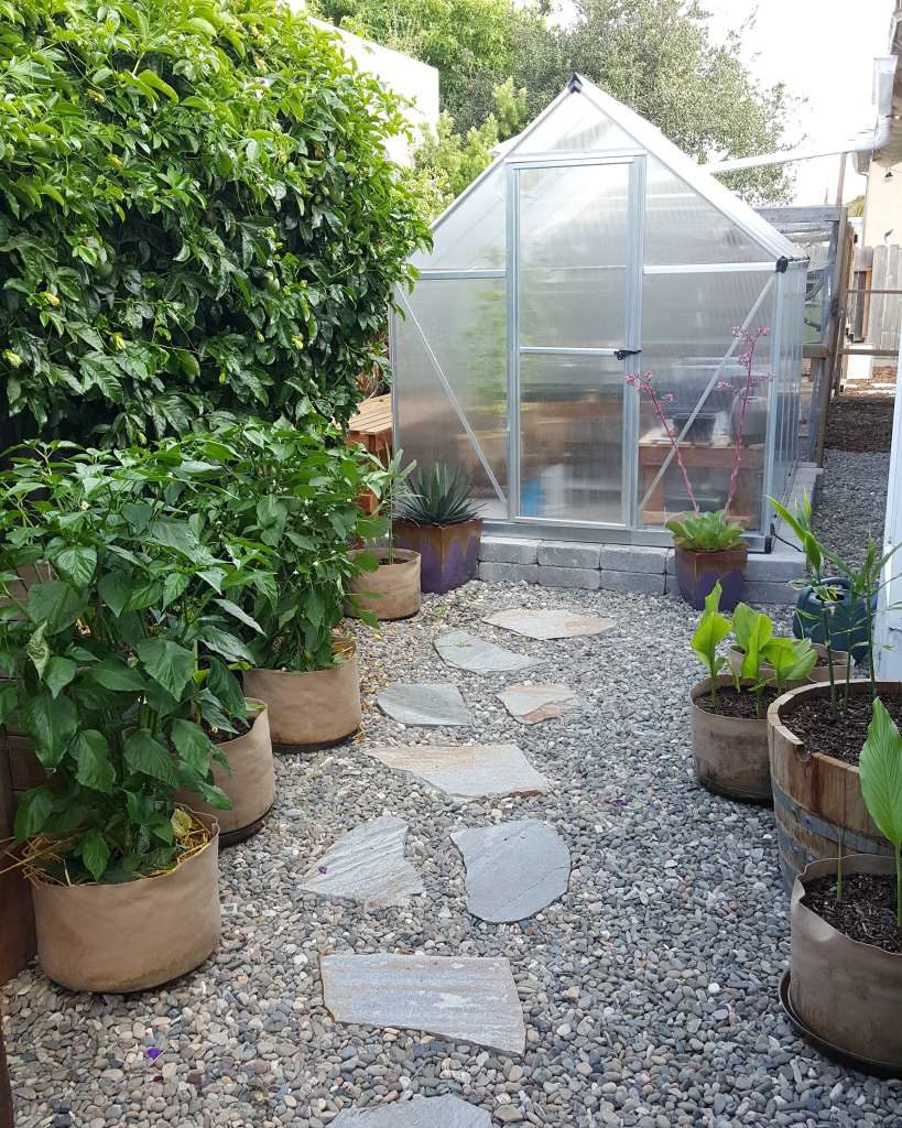 A modest greenhouse sits on a stone foundation, with river rock around it, and a stone path leading to it's door. To the left, a huge lush passionfruit vine grows. There are several fabric pots with large pepper plants growing in them. 
