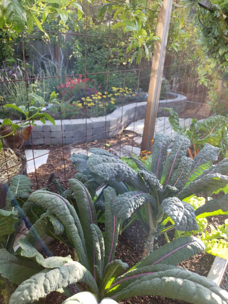 Peering out from the patio garden to the "pollinator island" beyond. The kale in the foreground is Dazzling Blue Lacinato ~ our favorite kale variety! The pollinator island is full of blooming flowers of every color, and a happy free-range chicken explores the yard.
