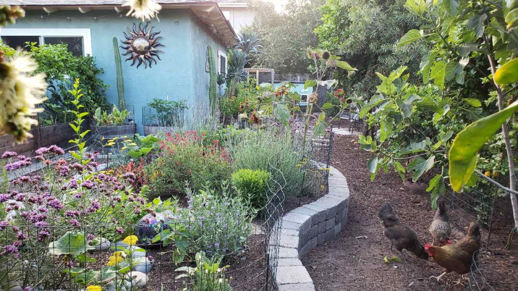 A raised, curvy garden bed made of stone. It is a dedicated space for pollinator-friendly perennials and annuals like verbena, sunflowers, yarrow, and sage, all blooming in purple and yellow.  The patio garden is to the left, with several raised beds. The chicken coop and additional garden area are straight ahead past the stone island. 