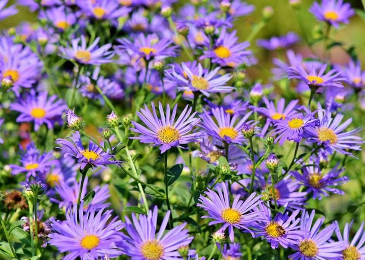 Bright purple daisy like aster flowers in a cluster. 