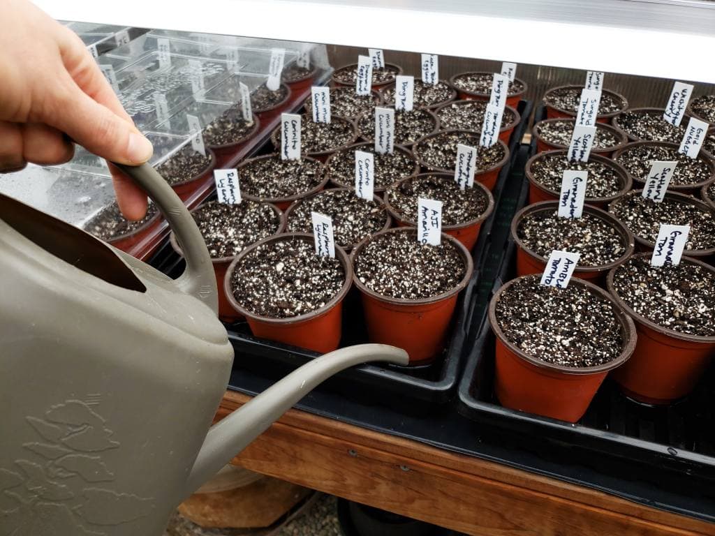 A watering can adding rain water to the bottom of a tray of seedling containers. This is demonstrating the concept of "watering from below", which helps promote healthy and large plants.