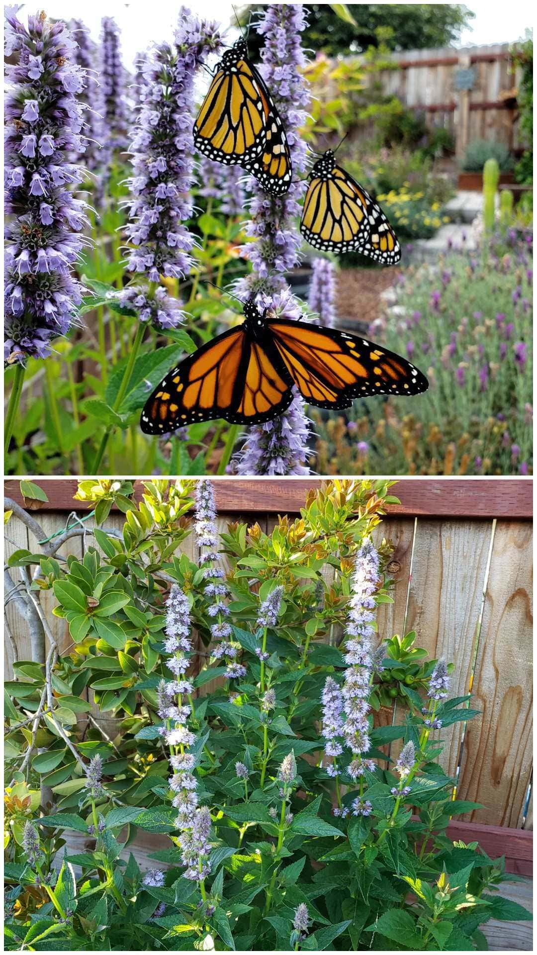 A green bushy anise hyssop plant with tall skinny light purple blooms. On the purple flower spikes are three orange, black and white monarch butterflies. Anise hyssop is a wonderful plant for pollinators, but also medicinal for people too. 