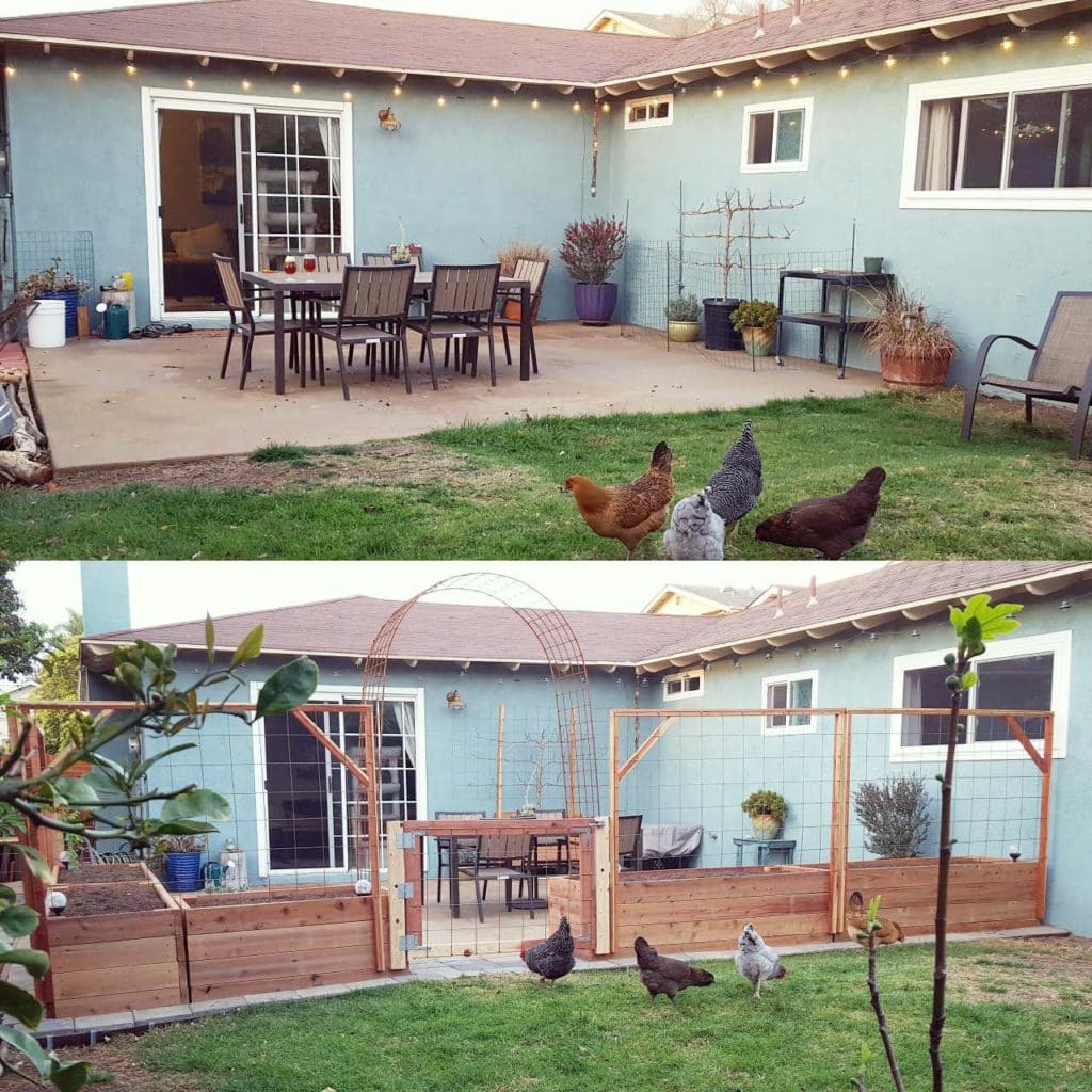 Top half : The back patio, not yet a garden, in fall 2014. The chickens sure did like hanging out under the table, pooping.
Bottom half: Just after we finished enclosing the patio in early 2015. With raised garden beds, trellises and gates added to not only to create more space to grow food, but also exclude the chickens from this area. The patio garden is born!