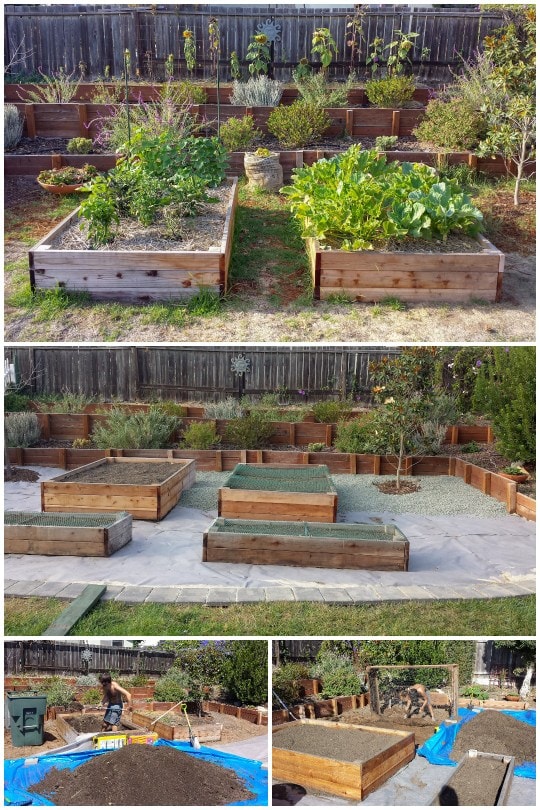 A four way image collage, the first image shows two raised garden beds growing amongst grass and weeds surrounding the beds, the second image shows raised garden beds in the same space, yet with landscape fabric surrounding the space in and around the beds, gravel is being spread over the top of the landscape fabric. The third image shows Aaron digging out soil from the original raised beds and placing it on a nearby tarp to weed proof the garden space below. The fourth image shows a raised garden bed tipped on its side in the same garden space as landscape fabric is laid down bit by bit to cover the previous weedy space. 