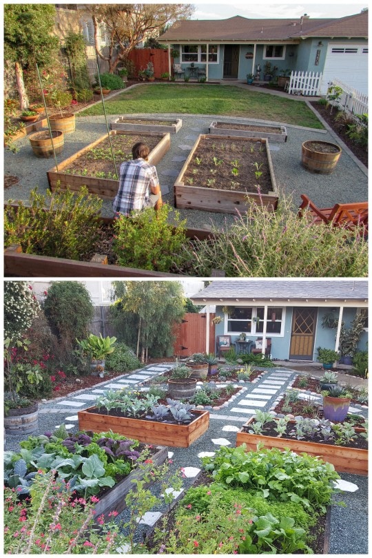 An image of the front yard garden facing the house. There are raised garden beds full of vegetables, islands lined with river rock that contain flowering perennial and annual plants, cacti, shrubs, trees, and vines. The pathways are landscaped with gravel and walkways lined with pavers and stone. 