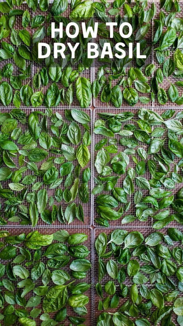🌿 Are you growing basil? Here is how to dry basil in a dehydrator or oven 👇🏼 We’ve had basil stay good, crisp and flavorful for over 2 years with these tips!
.
1) Use the freshest basil possible.
2) Remove stems and flowers, and rinse it well (we like to toss the leaves into a big bowl of water to soak as we work)
3) Do your best to remove excess moisture after with either a salad spinner or laying out/blotting on a clean lint-free towel. 
4) Spread in a single layer, NOT overlapping, on your food dehydrator trays or baking sheets. 
5) If you’re using a food dehydrator (which honestly yields the best results) set it to a low/herb temp setting, 100-105 is ideal. In the oven, use the lowest temperature possible.
6) Dry until completely brittle. The leaves should snap and crumble, not bend. The time it takes to dry will vary drastically depending on your machine/method and how big or thick the leaves are. It’s more of a sensory thing than set time.
7) Store in an *air tight* container in a cool dark location. 
8) Here’s the biggest “secret”: keep the leaves whole until you’re ready to use them! By waiting to crumble or grind them, whole leaves are able to maintain the maximum aromatic oils and flavor possible 👌🏼
9) Folks in super humid climates can add a little food-grade silica desiccant packet to the jar to absorb sneaky moisture.
10) Enjoy! Add dry basil to soups, sauces, stew, sourdough, sautéed veggies, and more. 
.
I hope this is helpful! 💚
.
#homesteadandchill #growfood