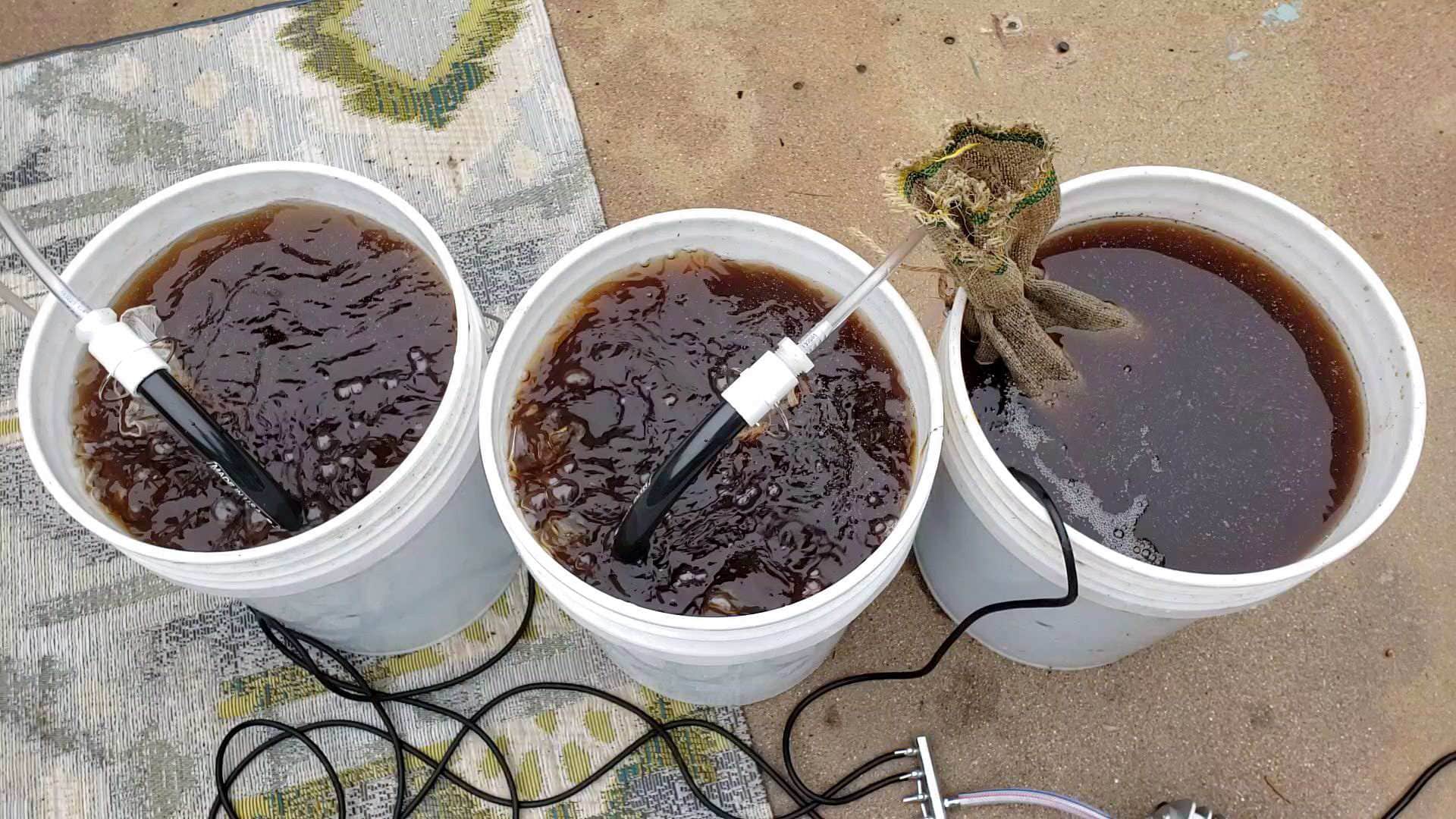 Three 5 gallon buckets sit in a row, it is the process of making an actively aerated compost tea (AACT), each bucket has a "tea bag" of worm castings sitting in it while it is throughly aerated by using an air pump and snake bubbler.  