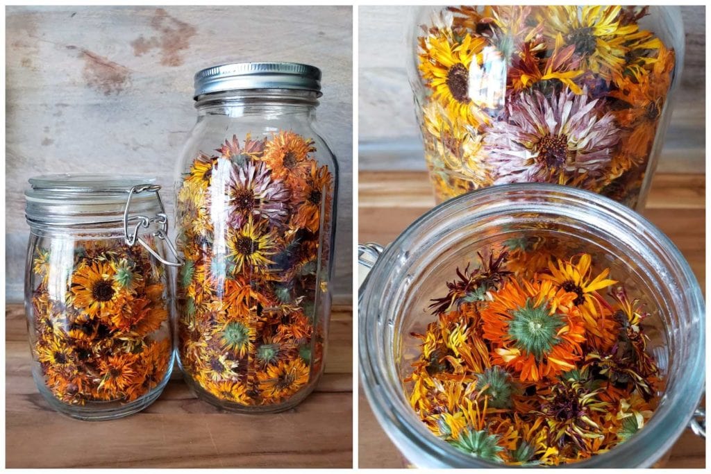 Two large glass jars full of dried wrinkly calendula blooms. Whole heads of dried flowers. 
