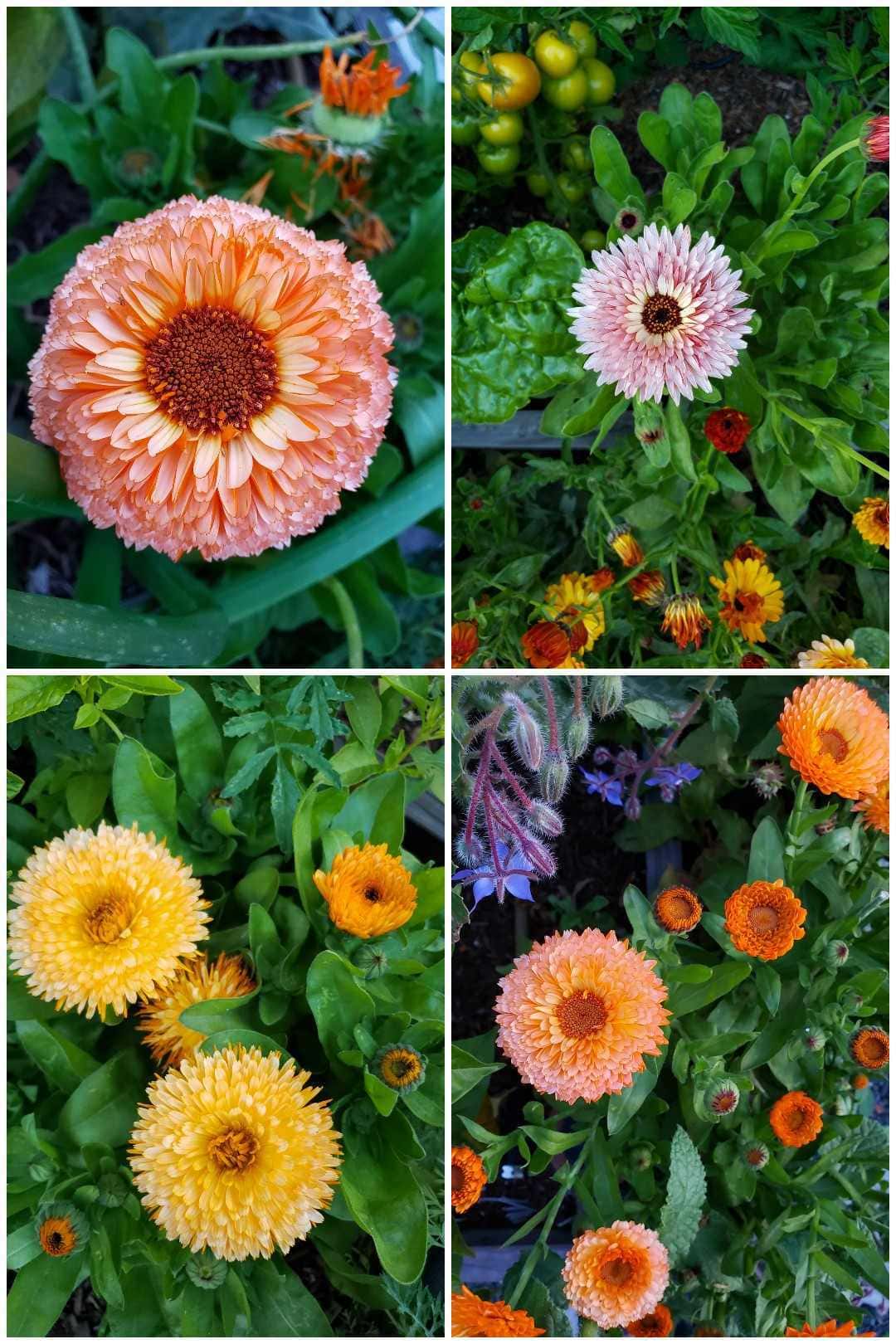 Four images of different types of calendula. Pink surprise is peachy-pink and has a large middle center. Apricot twist is light orange and more fluffy, with full petals. Strawberry blonde has a light yellow center with pink petals.