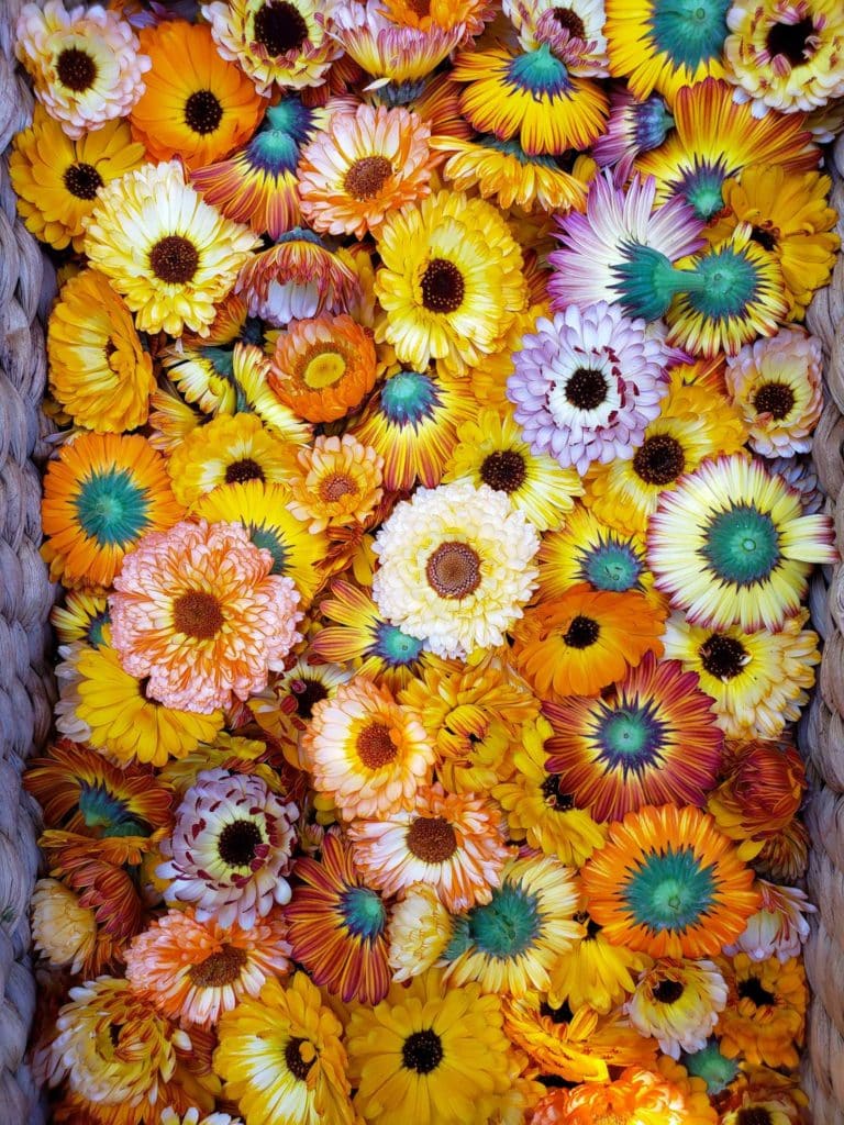 A woven basket full of harvested calendula flower blooms, in every shade of yellow, pink, orange, and red. 