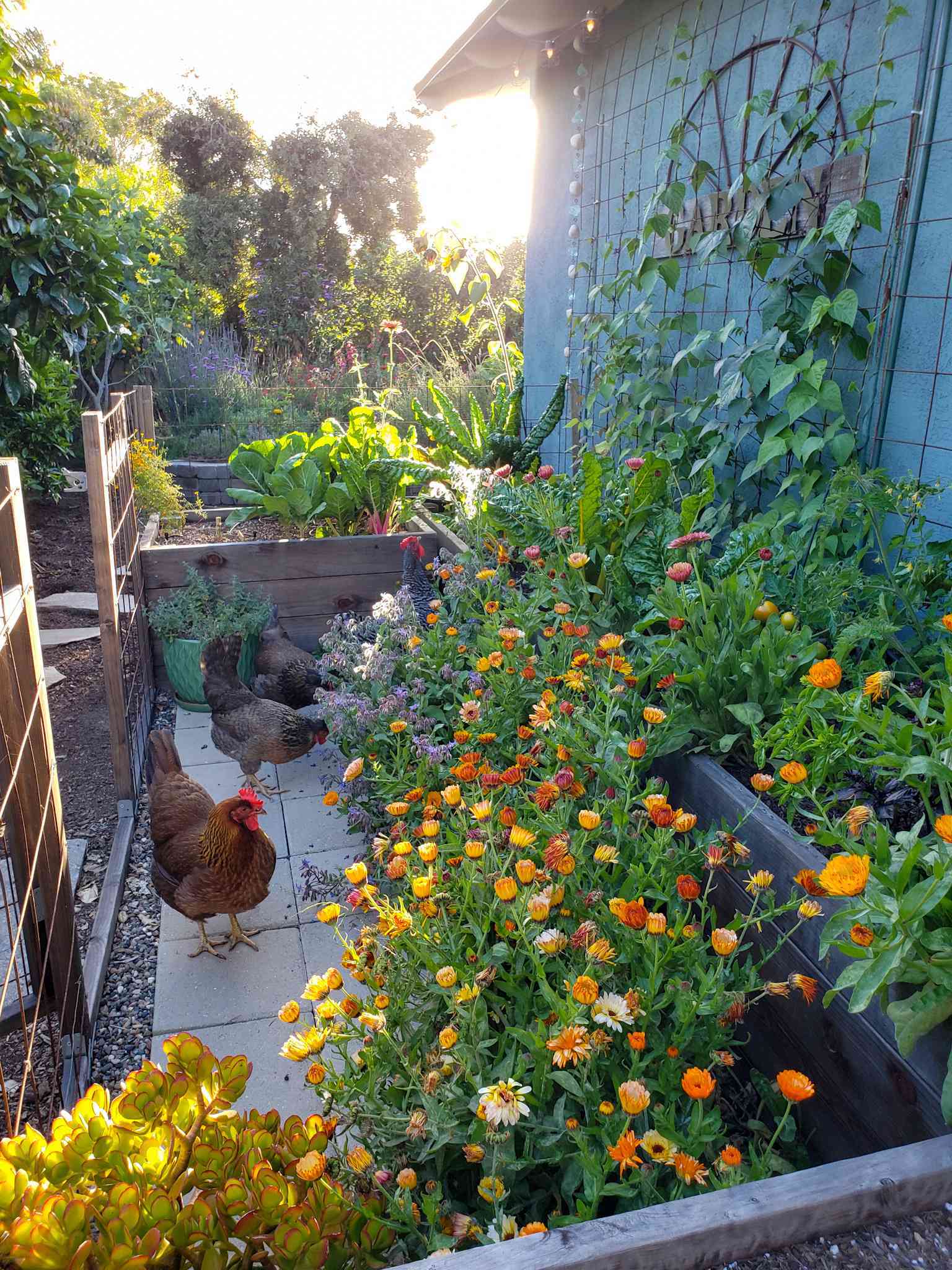An image of raised garden beds with hundreds of calendula blooms growing in front of them. There are chickens in the garden area, and climbing pole beans going up a trellis along the back of the beds, which abut a blue house. The blooms are orange, red, pink, and yellow. Other leafy greens also grow in the beds. The sun shines in the distance, low on the horizon. 