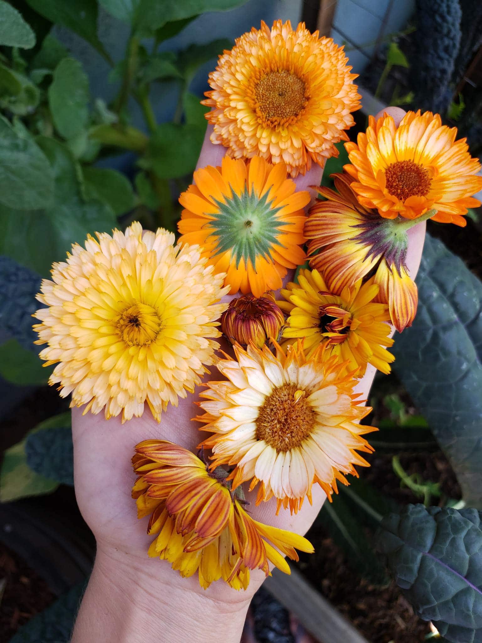 A close up of a hand holding about 8 calendula blooms of various sizes, petal structure and color. Some are bright orange, some are more light yellow, and some with pink tones. The hand is covering over a garden bed of kale and lettuce.