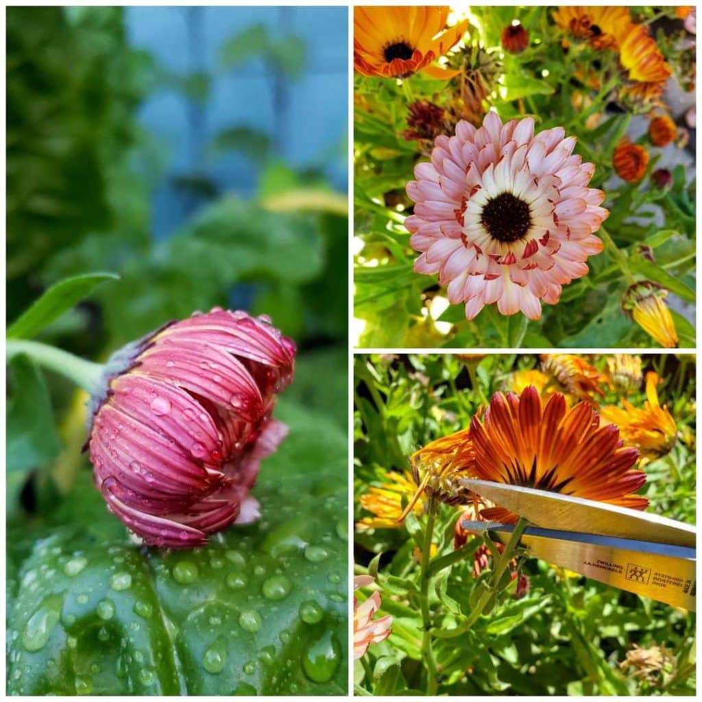 Three images of close up calendula blooms. One is pink one is curled up and closed, with water droplets, too wet to harvest. The others are in sunshine, dry and open. Scissors are shown trimming one bloom at the base of the flower head.