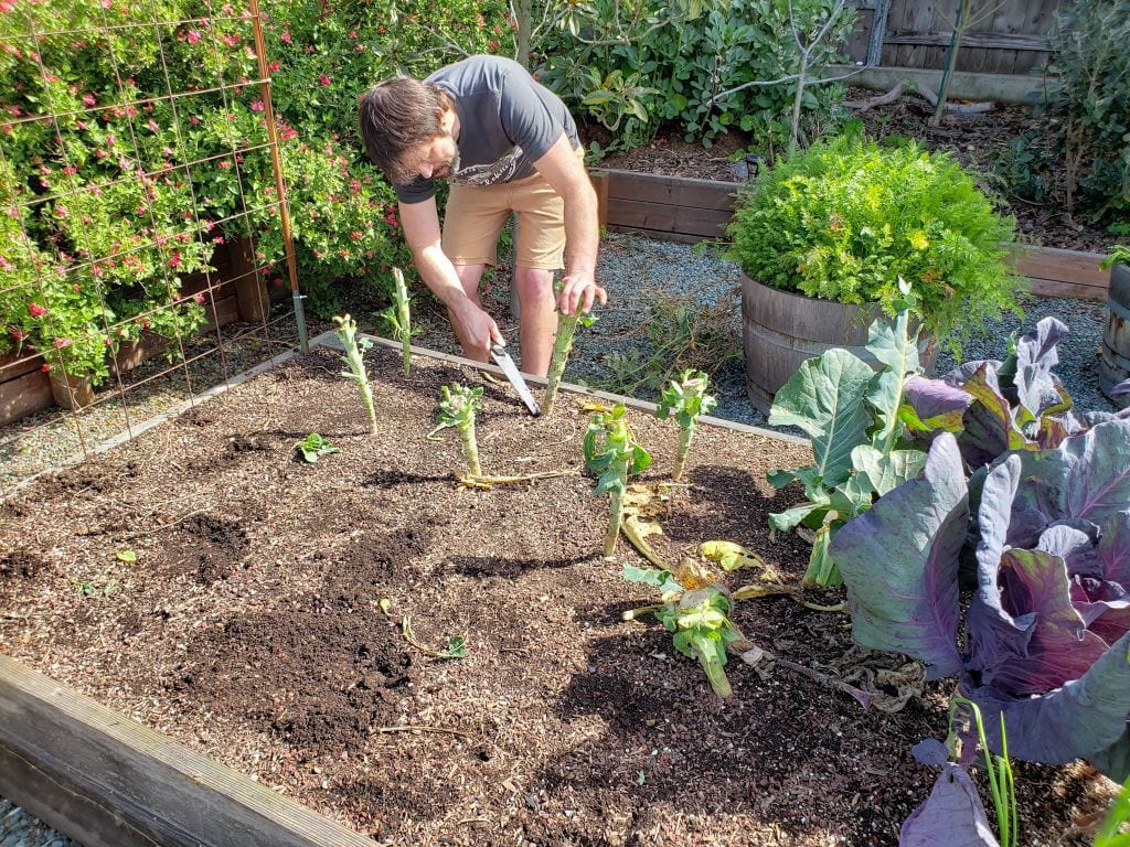 A man is leaning over a garden bed with a hand saw, he is sawing the stems of plants off at the soil line, leaving the roots behind in the soil. The plants resemble trunks sticking out of the soil, these were leafy green vegetables or cauliflower and there greens have all been striped from the plant. There is a half wine barrel with carrot greens sprouting out of the top in the background, along with various other pollinator plants, trees, and shrubs.