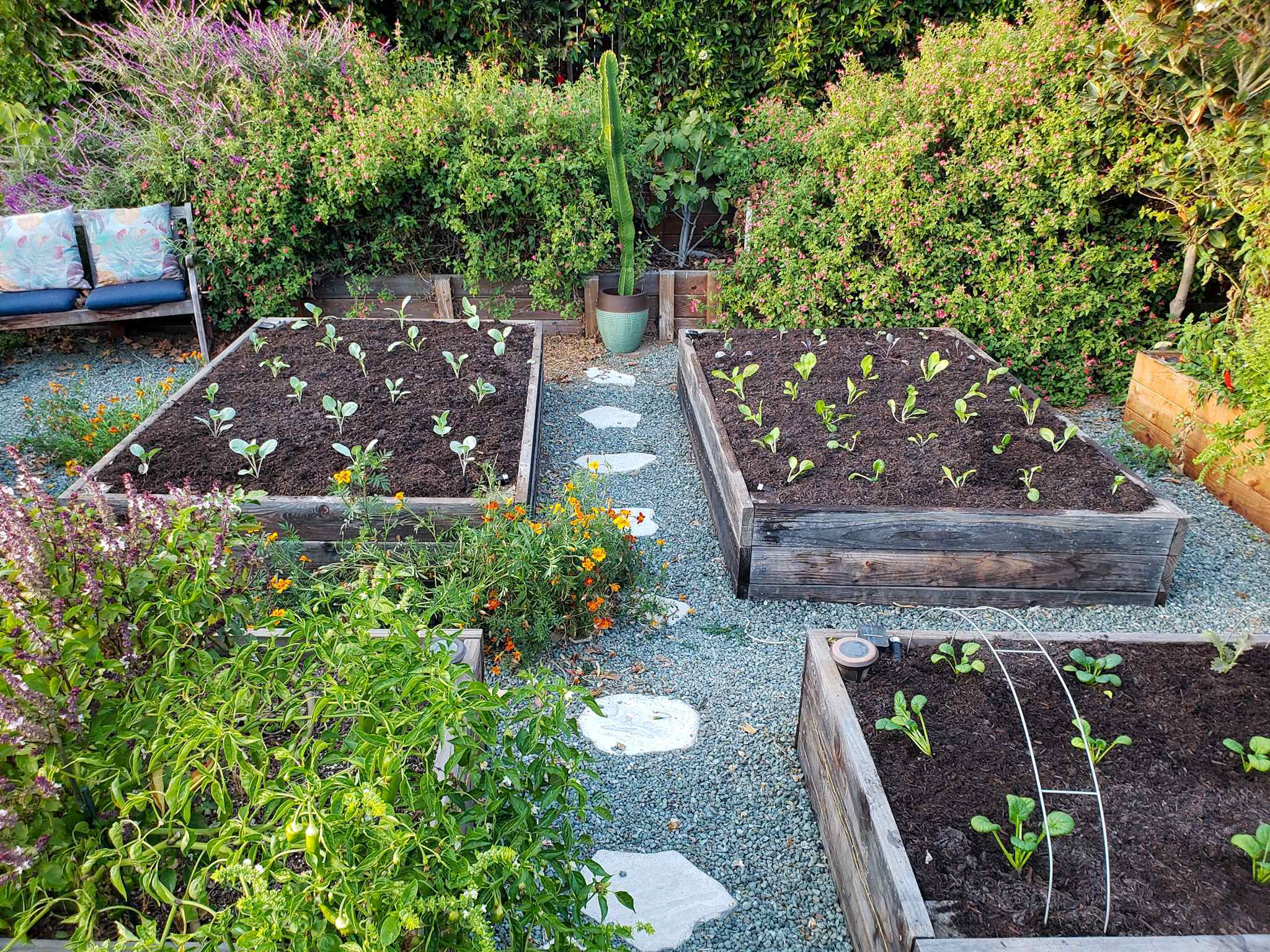 Four raised garden beds are shown, three of which have been recently amended, planted with fresh seedlings, and mulched with compost. The seedlings are in neat rows and are standing straight up towards the sun, showing that they are happy in their new home. The fourth garden bed still contains mature plants that will soon be gotten rid of and the bed will be treated in a similar manner as the other three. The background is a green wall of flowering salvia, sage, cacti, small trees, and passion fruit vines. 