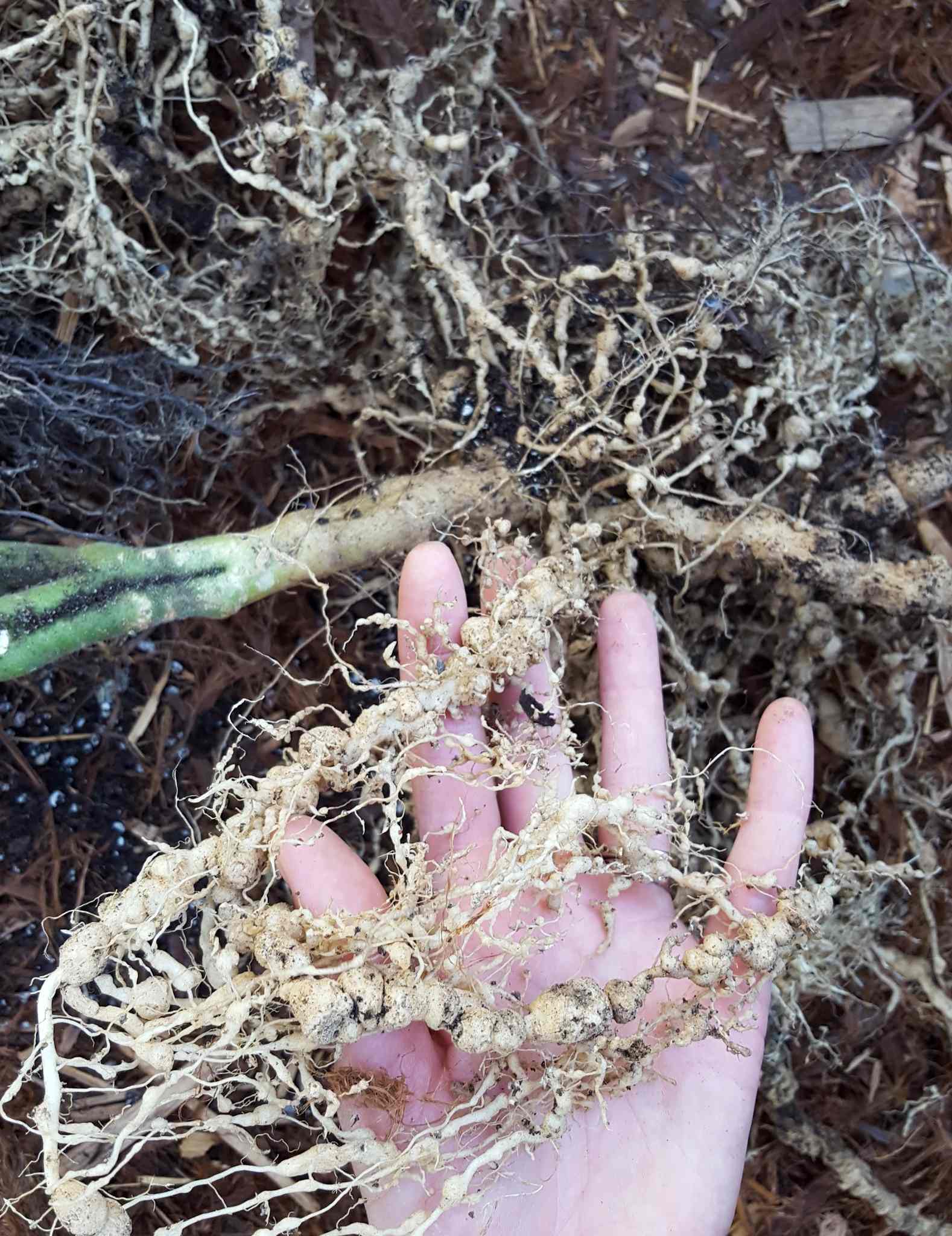 A hand is outstretched with the palm facing upwards. A stem of a plant is nearby with its roots exposed, the roots are bulbous and knotty with many irregularities. These roots have been affected by root knot nematodes. 