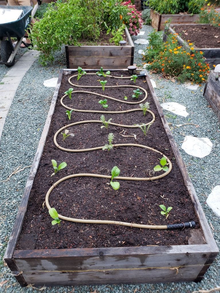 A raised garden bed is shown after it has been amended and planted with fresh tender seedlings. The seedlings are lined up three wide and six deep and there is a soaker hose snaking its way back and forth the length of the bed, passing by each seedling. Fresh compost will be added to the top of this to act as mulch and to cover the soaker hose. There are a couple garden beds in the background that still contain mature plants that are flowing over the edges of the beds. They will soon be removed and the beds will be teated in a similar manner as the newly planted one. 