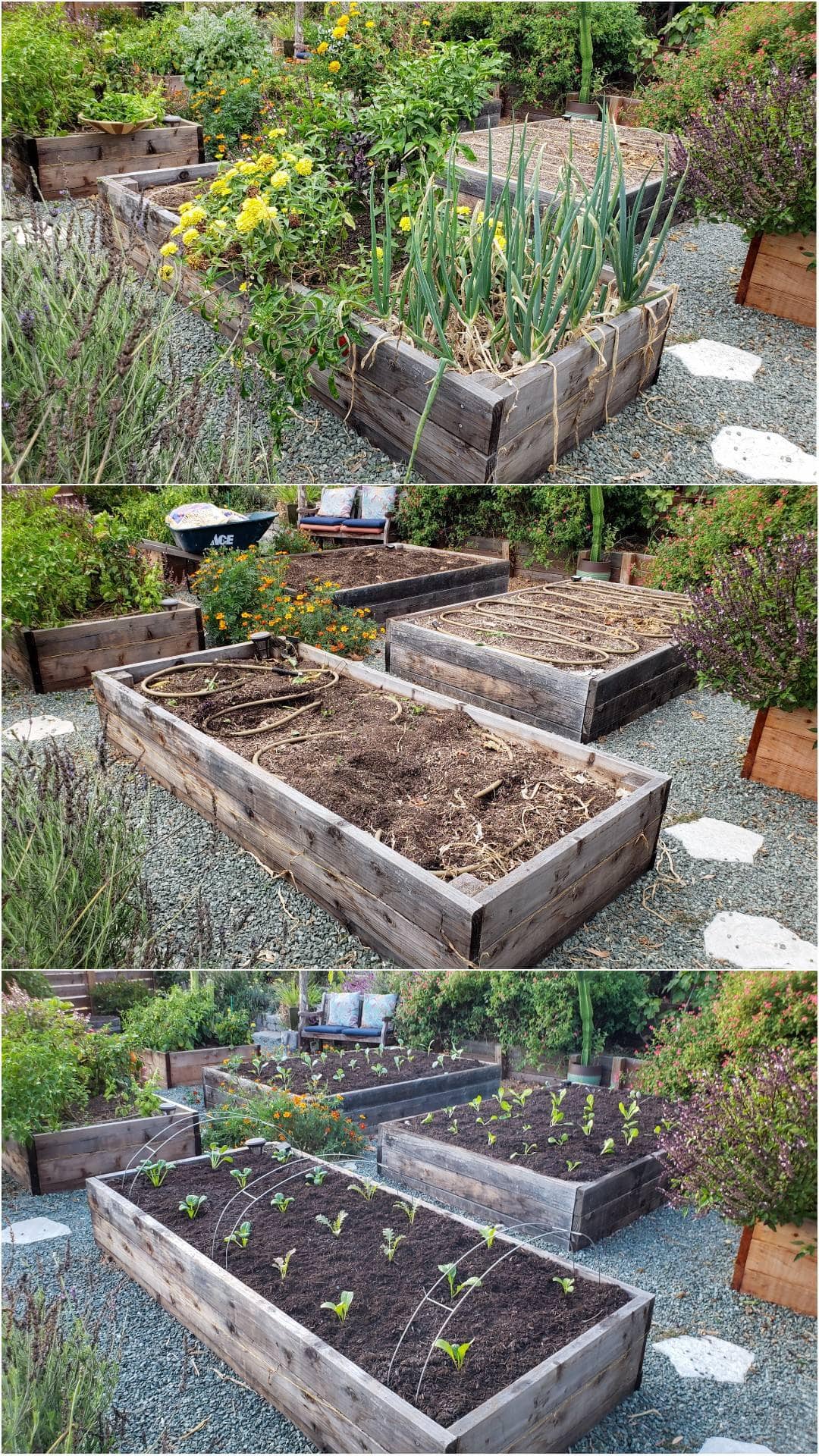 A three part image collage, the first image shows a number of garden beds, most of them are full of mature plants that are still producing fruit. There are various pollinator plants planted throughout the area as well. The second image shows the same garden beds, however, all of them are now empty except one. There are soaker hoses sitting in two of the three beds and some of the soil looks disturbed from removing the plants. The third image shows the same garden beds after being re-amended with fertilizer and fresh compost. The garden beds have also been planted out with tender young seedlings, spaced in neat rows, all standing up perky, pointing towards the sun. 