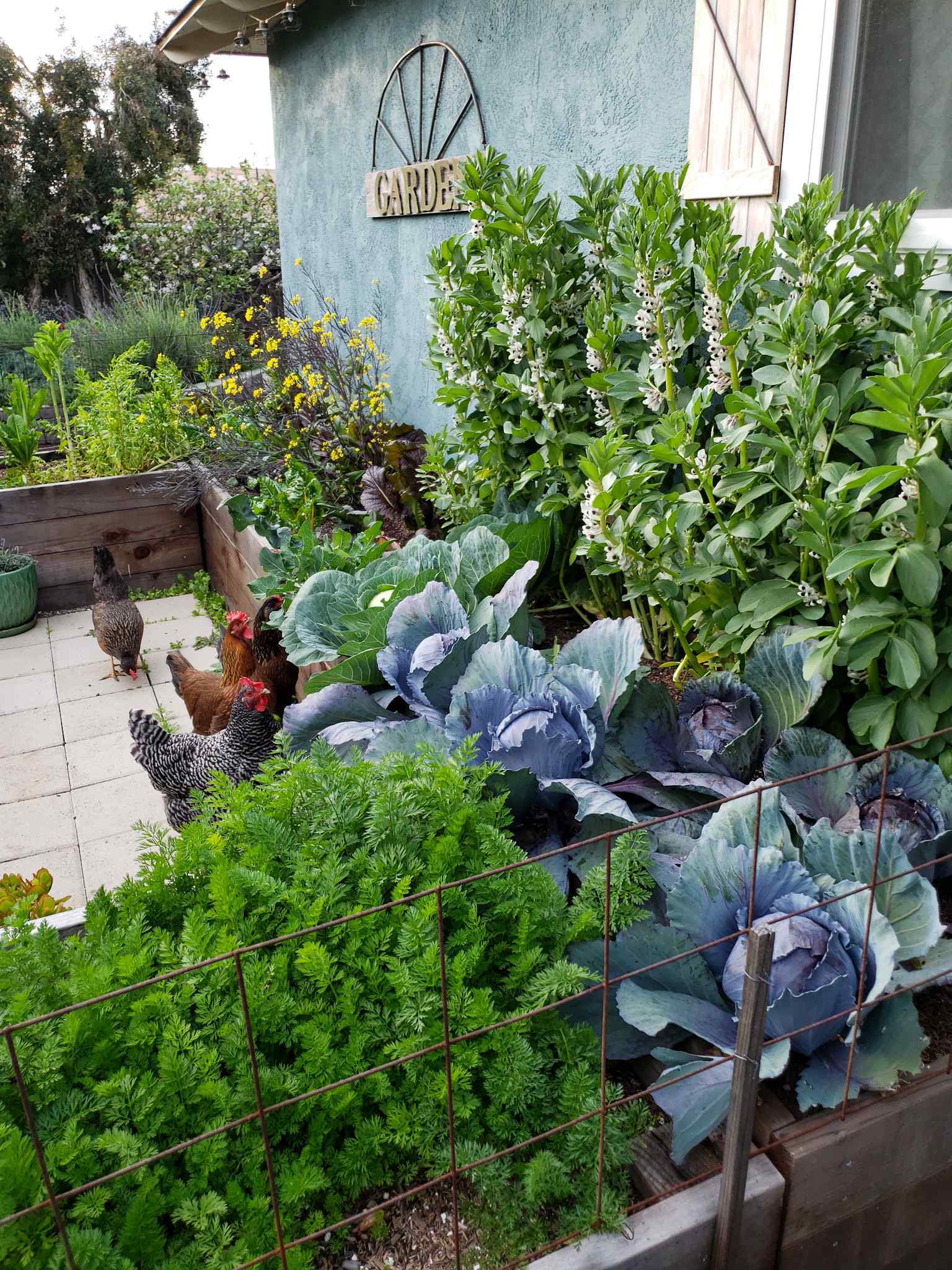 A u-shaped garden bed next to the side of a house is lush with growing greens, brassicas, and legumes. There are mature red cabbage heads, carrot greens, mustard greens, and asian greens. Behind the red cabbage there are many flowering fava bean plants shooting upwards towards the sky. They come up to the bottom of a window in the image. There are four curious chickens at the foot of the beds, looking upwards at the vegetables that they may be able to consume. There is a sign of the house that says "garden" and there are various trees and pollinator perennials beyond the edge of the house. 