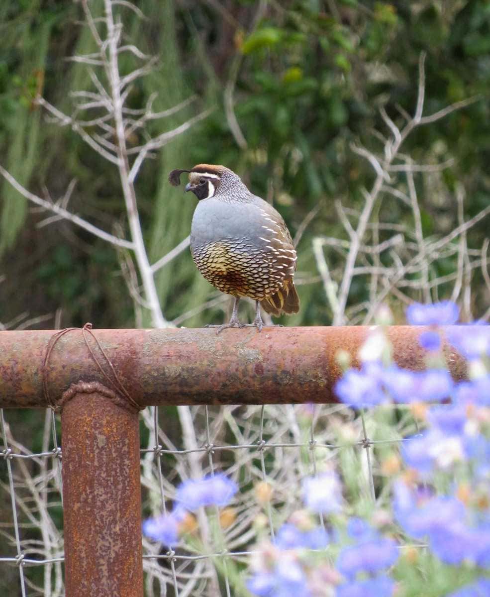 A California Quail sits atop a metal ranch style fence. In the foreground there are blue flowers framing the image with various sticks and green foliage as the background. 