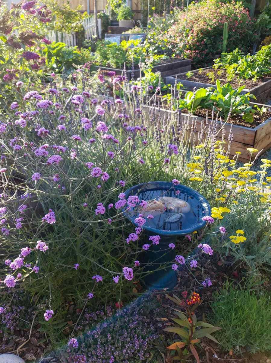 A blue ceramic bird bath nestled amongst larger flowering perennials like verbena and yarrow. Beyond are a number of garden beds with various summer vegetables growing throughout. 