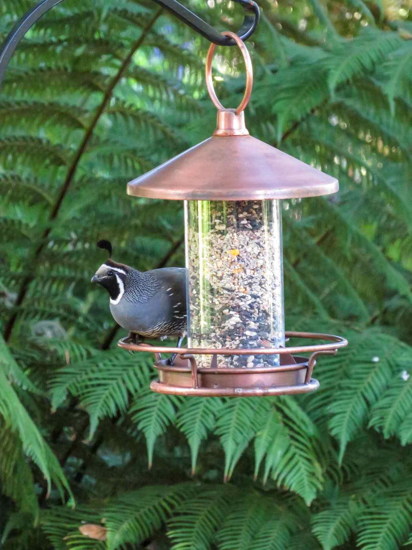 An adult male quail is perched on a hanging bird feeder as he eats his fill of seeds. Beyond is a screen of green ferns growing.