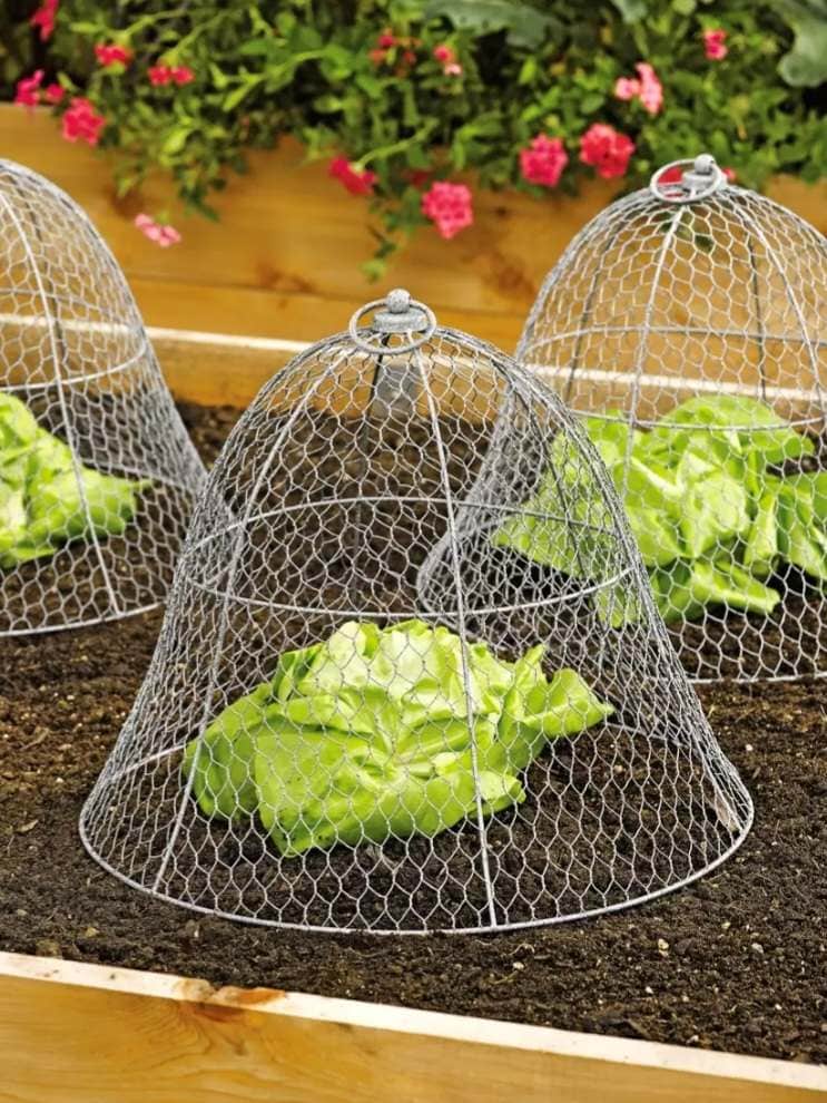 Three lettuce heads are growing in a raised bed, each one has cloche that is a bell shaped wire cage sitting over the top of each head of lettuce. This will help protect individual plants in the garden from birds. 