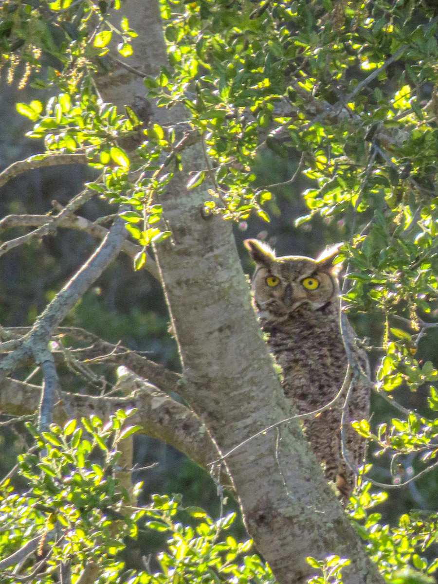 A Great Horned Owl roosts in a fairly open location in an oak tree right before sunset. The sun is setting in the background, basking the ears of the owl in a sunny glow. 