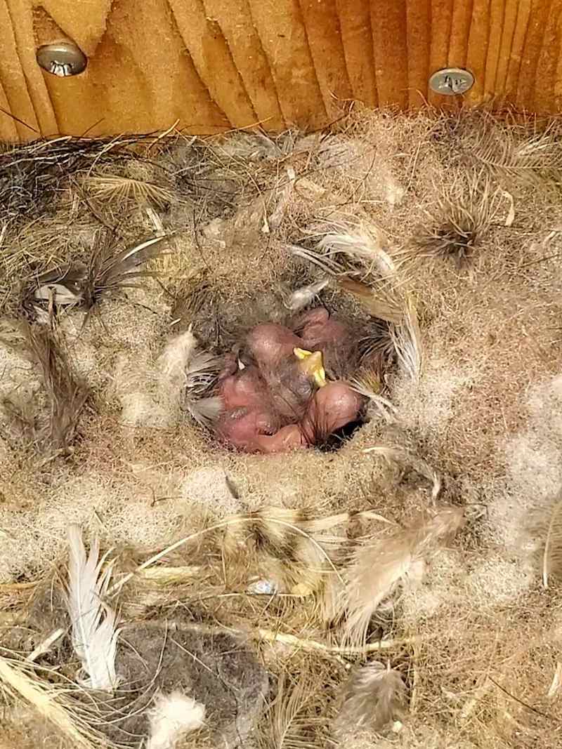 A close up image of a nest of unfeathered oak titmouse hatchlings inside a bird house. The nest itself is made of feathers, moss, twigs, and various other materials. 