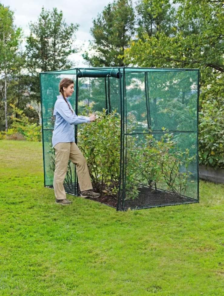 A person is setting up a crop cage that is extra sturdy and storm proof. It has a black frame and green screen material for walls. Inside there are a number of shrubs growing inside it. 