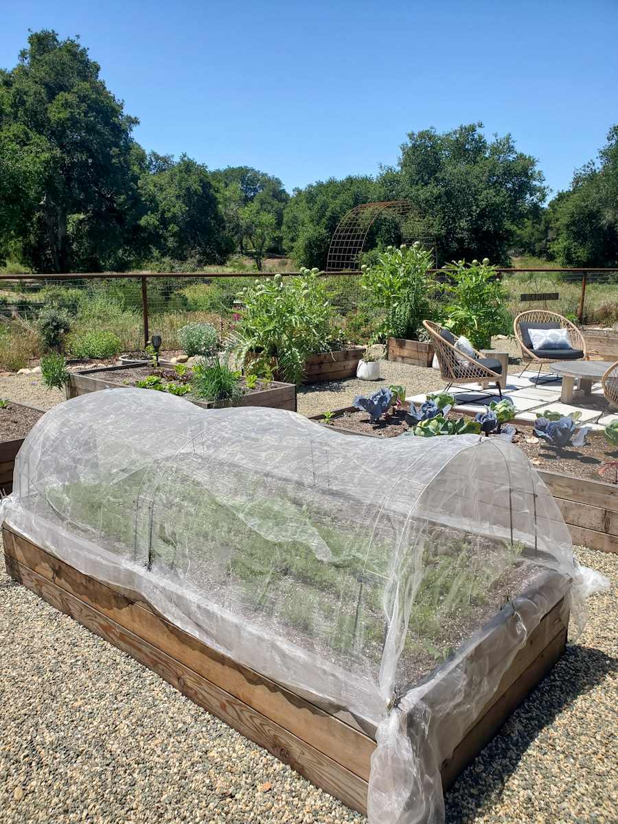 A raised garden bed is covered in a sheet of row cover, held above the surface of the raised bed by hoops. Beyond are a number of other raised beds with cabbage, lettuce, and artichokes growing. 