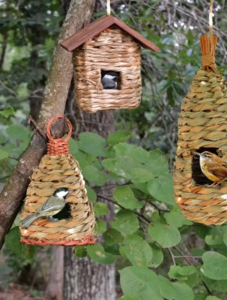 A cluster of three bird houses made out of a wicker type material are hanging from a tree, a bird is perched on the edge of the opening on each of the houses. 