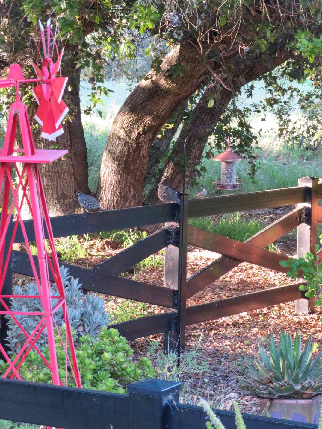 A copper finished bird feeder is hanging on a shepherds hook under a copse of oak trees, a black fence is next to it which has two adult California Quail and one Crown Sparrow standing on it. There are agave, jade, and kalanchoe growing in the area surrounding the feeder. 