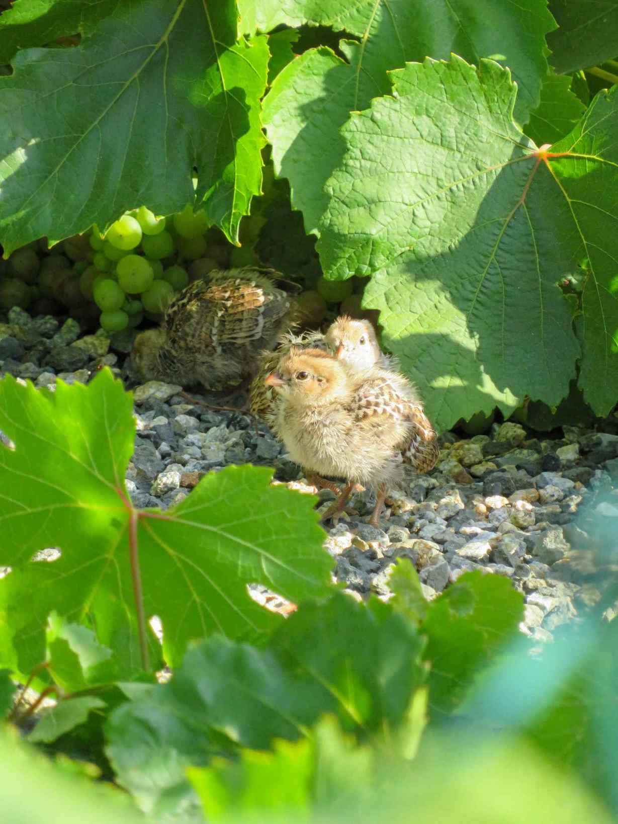 A handful of baby California Quail are standing in a gravel area amongst a grape vine with cover. There are bunches of grapes in the background that are unripe and a few of the baby quail seem to be looking right at the camera. 