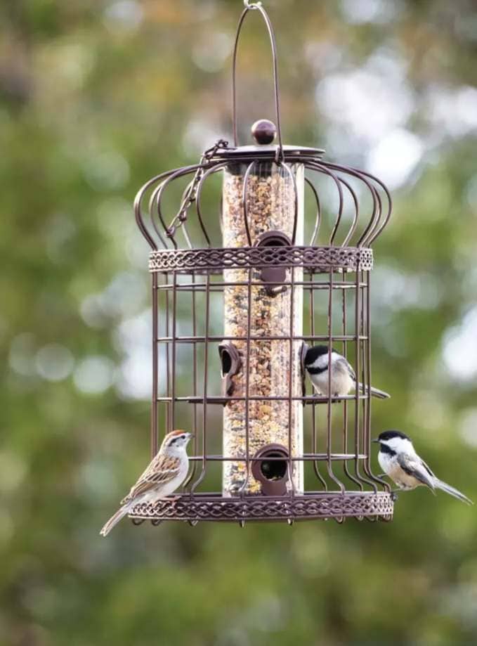 A squirrel proof bird feeder with birds in and outside of the caged wire protection. 