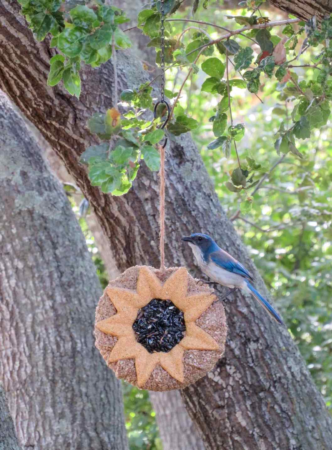 A scrub jay is perched on a sunflower suet feeder hanging by heavy duty twine from an oak tree. The round suet has been eaten down a bit to have some chunks taken out of it.