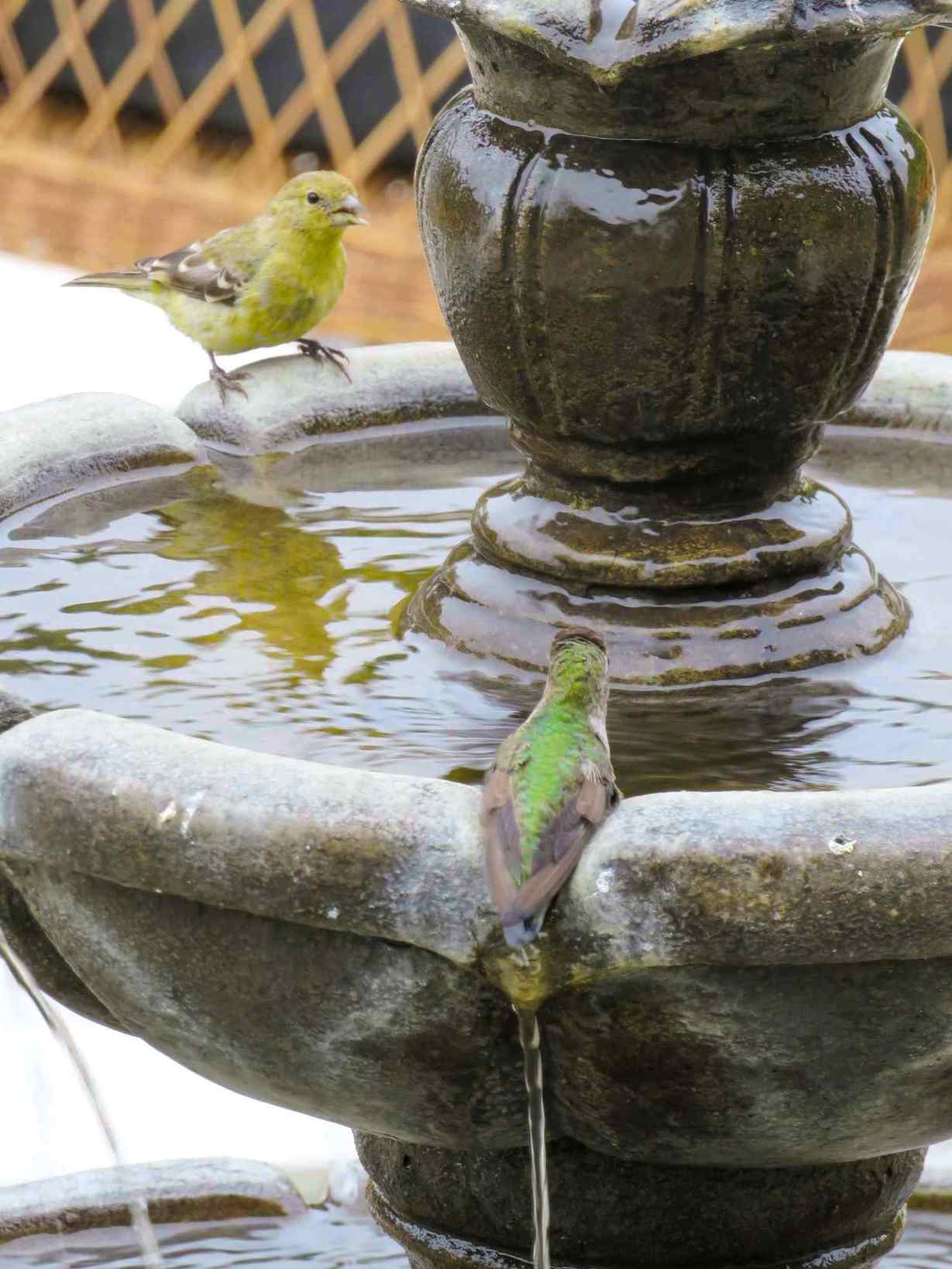 A larger water fountain has a Lesser Goldfinch and an Anna's hummingbird resting on the ledge in front of a pool of water. Attract a variety of birds to your garden with various water features and baths. 