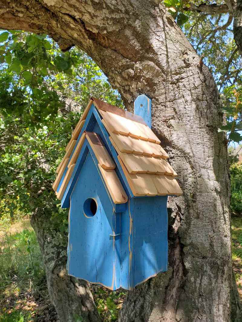 A blue wooden bird house is attached to an oak tree. Some dapple sunlight is filtering through the leaves from the canopy above. 