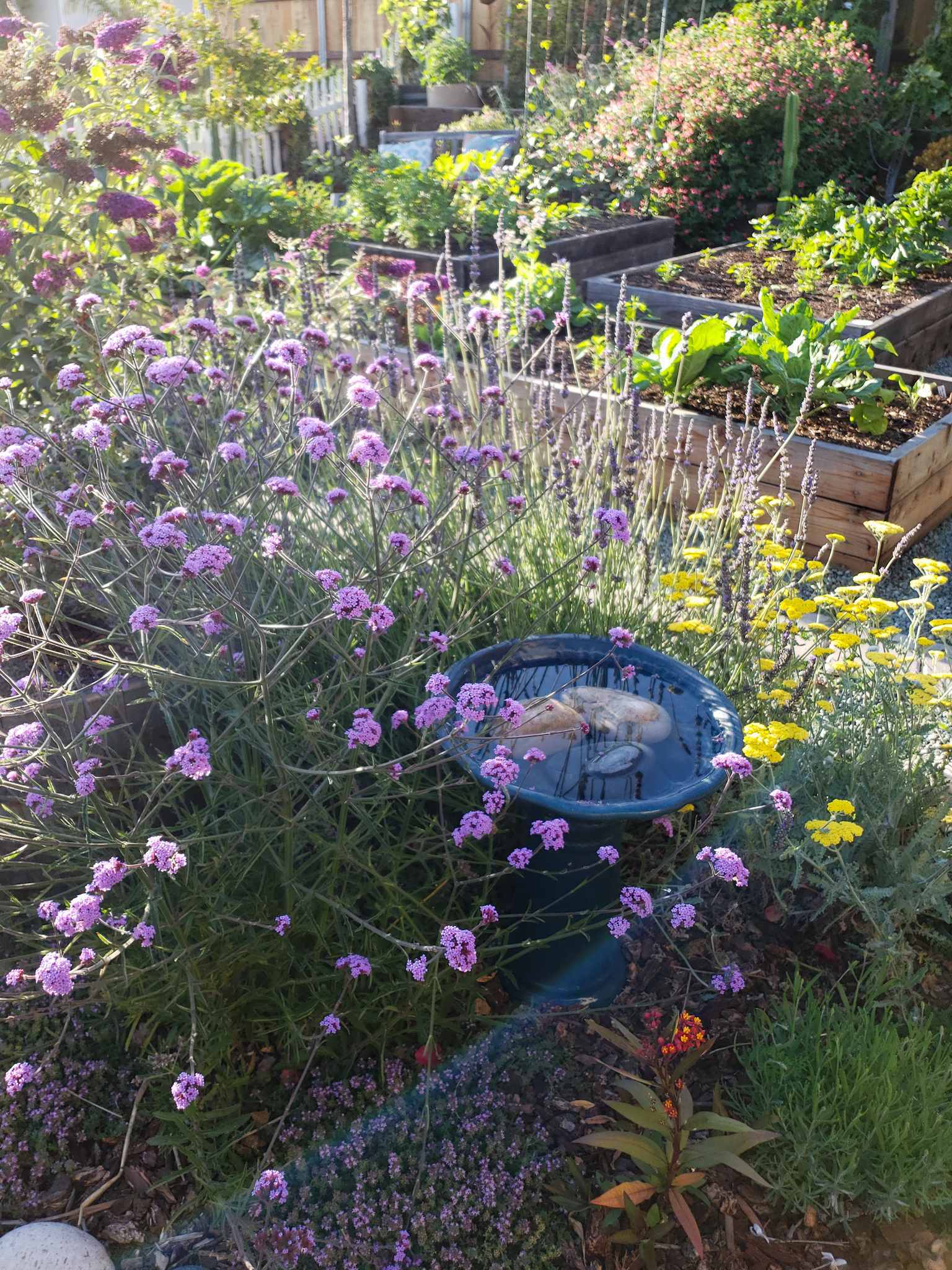 A bird bath is shown full to the brim with three larger rocks sitting in the middle of it. It is nestled amongst large verbena, lavender, and yarrow, with thyme and milkweed at the foot of the bath. Beyond the bird bath there are various wood raised garden beds full of vegetables with some larger perennials and cacti further in the background. 