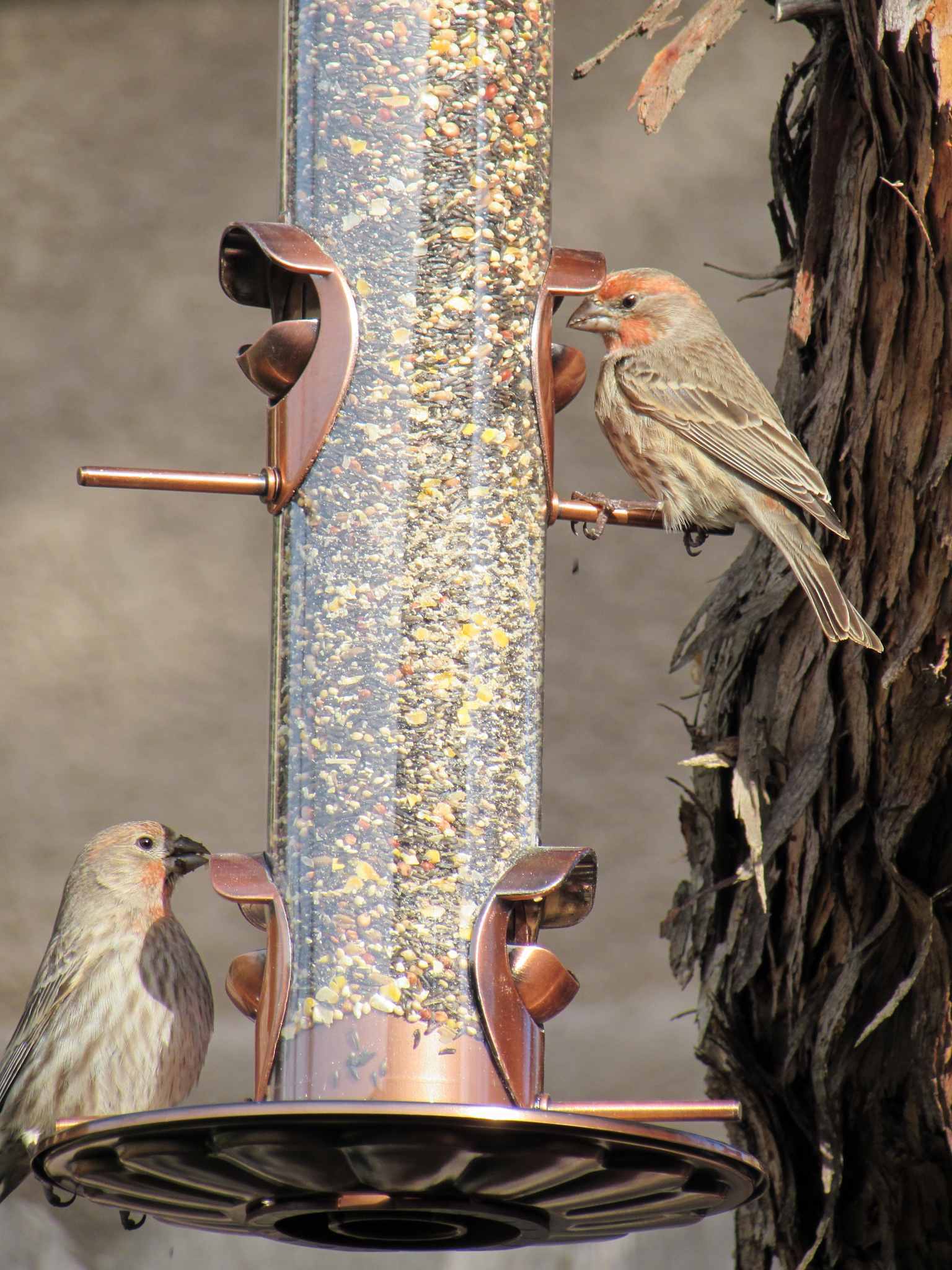 Two finches with red rouge on their chest and face are sitting on a copper plated glass bird feeder. There are two lower perches and two higher perches for birds to use. One is on the lower left while the other is on the upper right perch. The feeder is full of bird seed and you can see the side of a tree trunk from which it is hanging from. 
