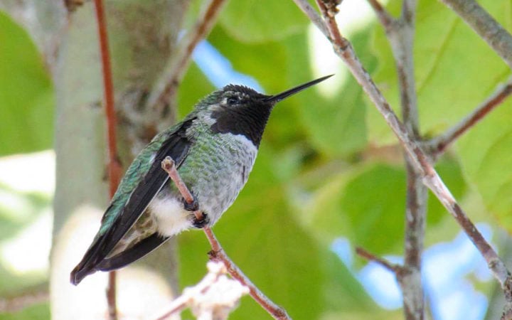A close up of an Anna's Hummingbird perched in a tree. The small bird has a black face, grey chest, white butt, and green on its back and sides, with a long slender black beak.